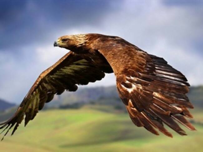 Compañía holandesa entrena águilas para derribar drones