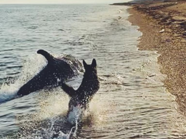 Qué ternura; conmueven perrito y delfín que juegan a la orilla del mar