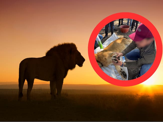 El desgarrador hallazgo de un león en Nayarit: amarrado, sin garras y en total abandono