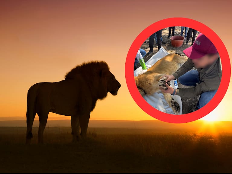 León en condiciones de maltrato animal es encontrado en Yucatán