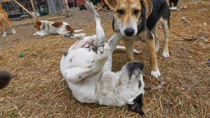 Diputado de Morena propone crear agencias de atención animal en cada entidad