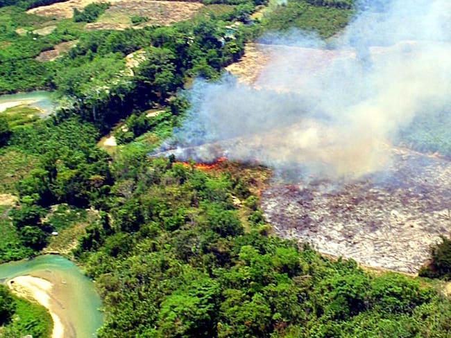 La Selva Lacandona lucha por sobrevivir a la deforestación