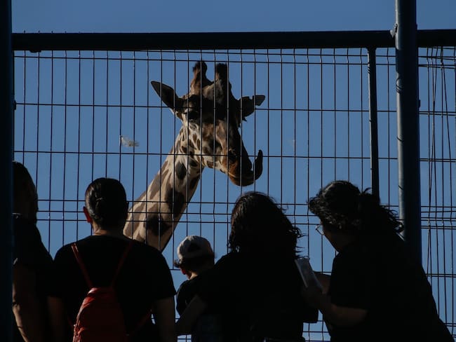 La jirafa “Benito” podría ser trasladada a Africam Safari, el Parque Ecológico Zacango, Tlaxcala o Querétaro