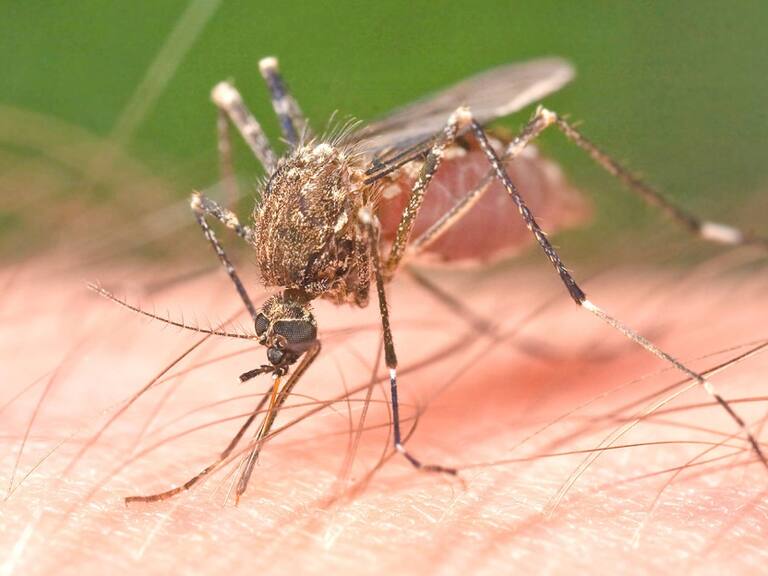 Siguen en aumento los casos de Dengue; van más de 1,500