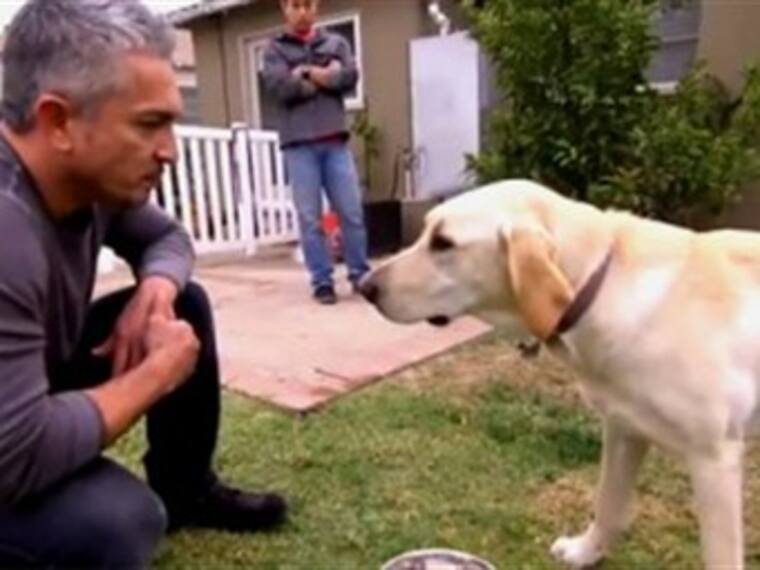 Video del donador de perros. Maria Elena Hoyo, activista por los derechos de los animales. 23/03/13