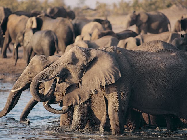 Zimbabue aprovechará la “sobrepoblación” de elefantes para alimentar a su población por la sequía