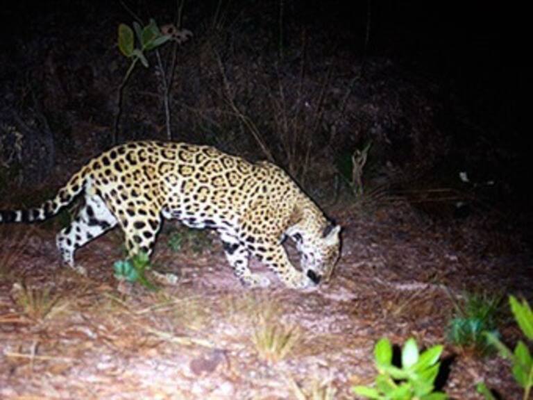 Autoridades mexicanas investigan a individuo que alardeó de cazar y cocinar a un jaguar