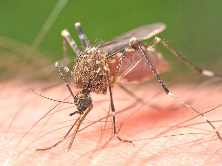 Alistan plan para combatir el dengue, zika y chikungunya