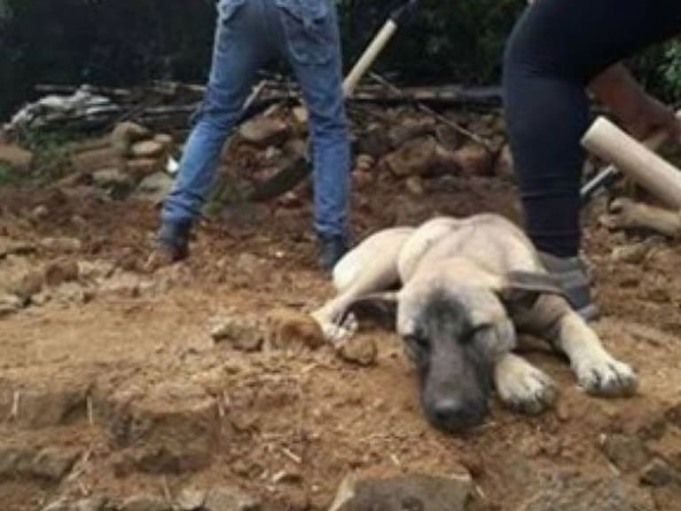 Jacinto, el perro que aún espera a su dueño sobre los escombros después del sismo