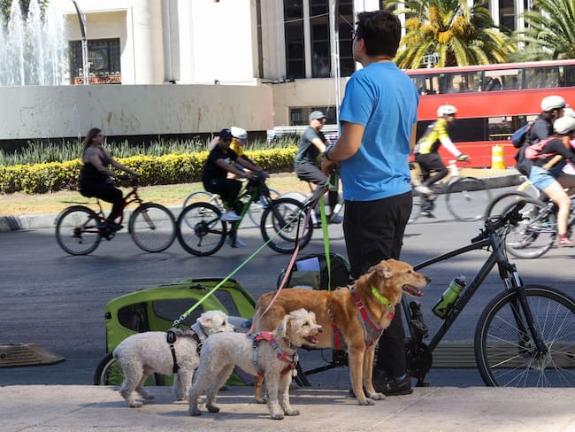¡Se acabó el descuido! Ya se podrá reportar a quien no recoja las heces de su perro en CDMX