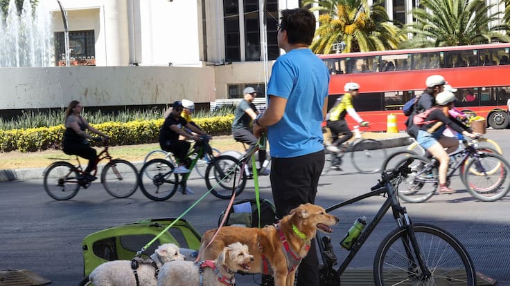 ¡Se acabó el descuido! Ya se podrá reportar a quien no recoja las heces de su perro en CDMX