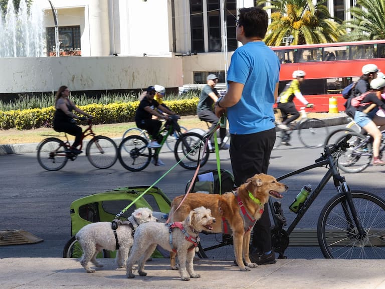 ¡Se acabó el descuido! Ya se podrá reportar a quien no recoja las heces de su perro en CDMX