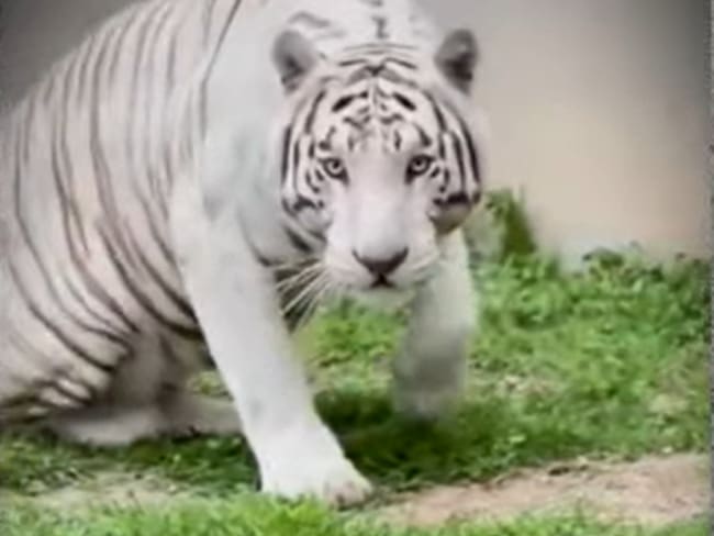 La captura de Kenzo siguió protocolos correctos, afirma especialista y llama a la revisión de la Ley General de Vida Silvestre
