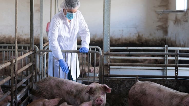 Reportan el primer caso de gripe porcina en una persona de Reino Unido