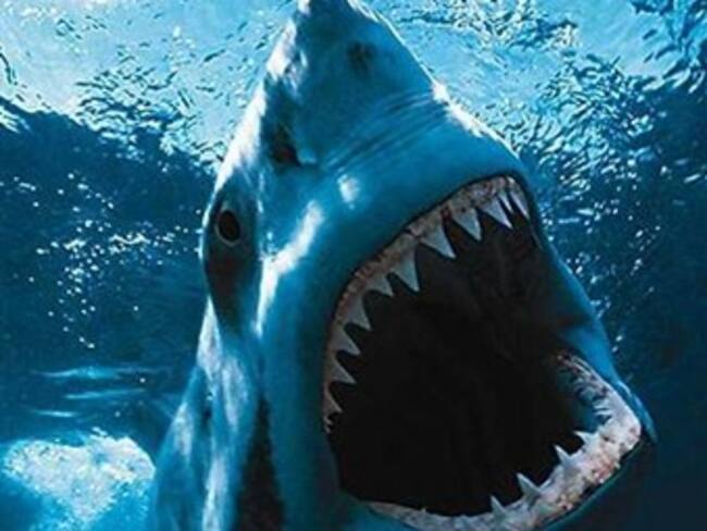 Tiburones blancos cazan como asesinos en serie