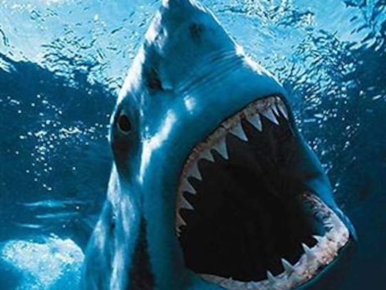 Tiburones blancos cazan como asesinos en serie