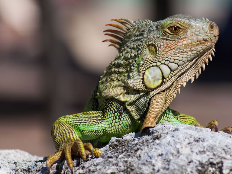 Autoridades detallan por qué iguanas se paralizan y caen del frío. Getty Images