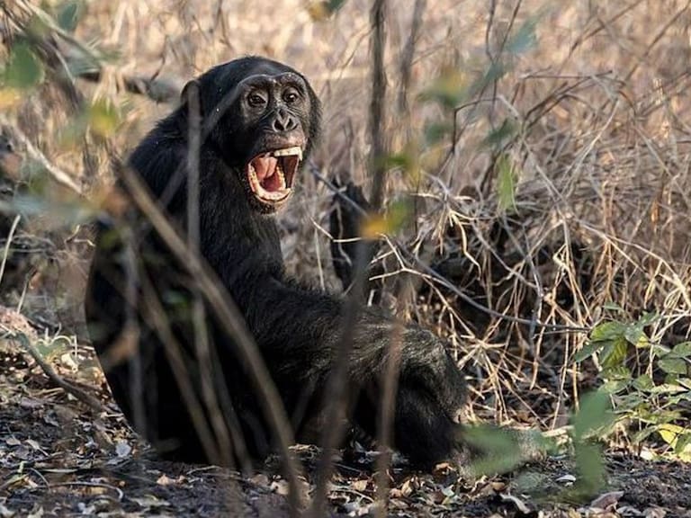 Mx - Primera "guerra civil" entre chimpancés es documentada en África