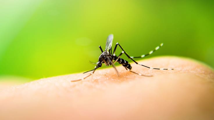 SSJ tomará medidas para combatir al Dengue