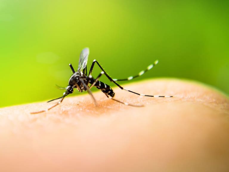 SSJ tomará medidas para combatir al Dengue