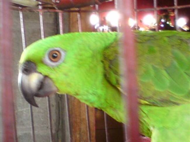 Asegura PF 200 aves exóticas en carretera de Michoacán