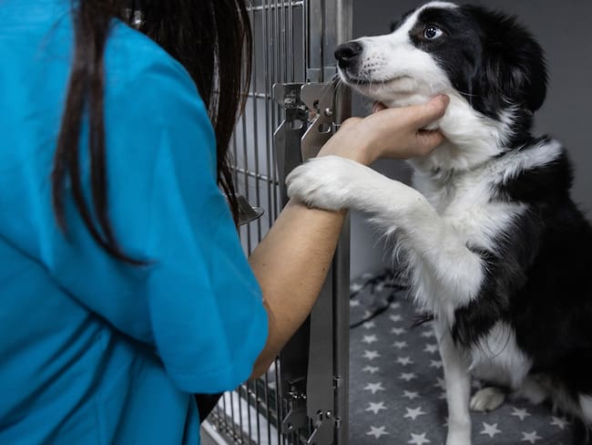 Primer Adoptatón de Perros Peregrinos en CDMX: Fecha, sede y requisitos