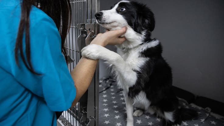 Primer Adoptatón de Perros Peregrinos en CDMX: Fecha, sede y requisitos