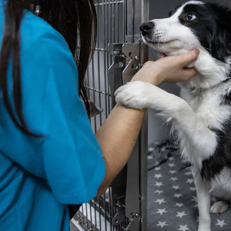 Primer Adoptatón de Perros Peregrinos en CDMX: Fecha, sede y requisitos