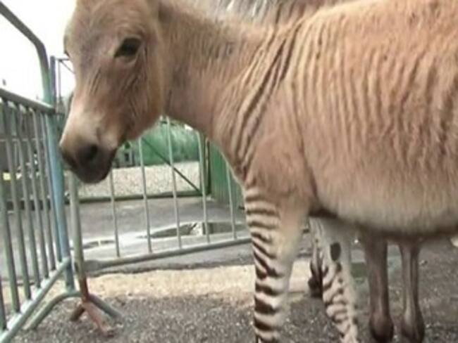 Un cebrasno en la política, ¿a quién mezclarías?