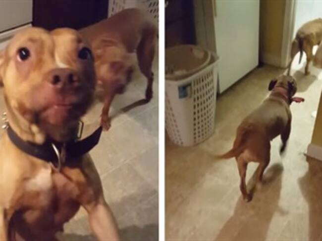 Pitbulls prueban que los perros entienden nuestro idioma