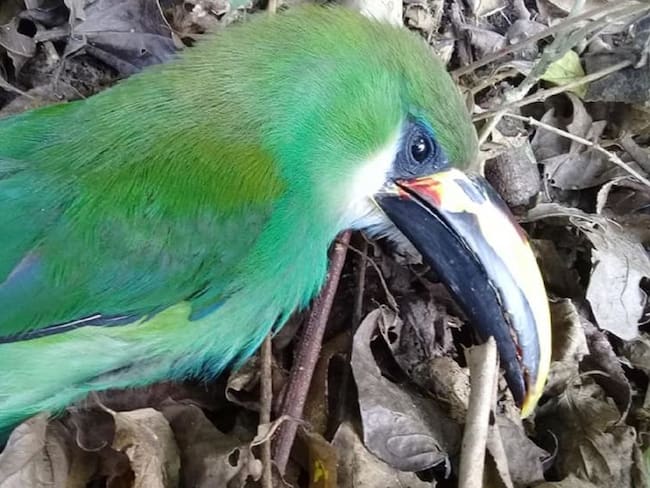 Aves fallecen en San Luis Potosí por ola de calor y la poda de árboles