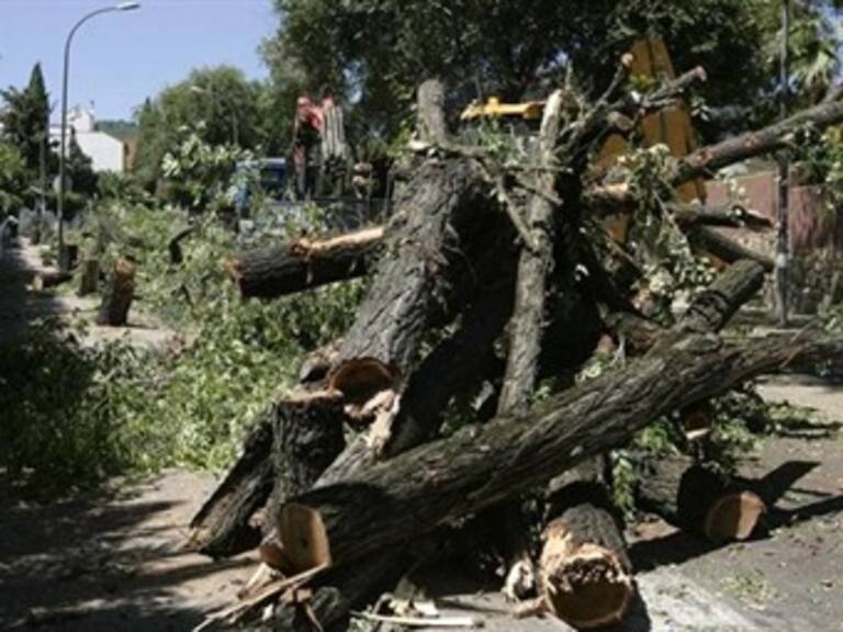 Talarán tres mil árboles por ampliación del libramiento Cuernavaca