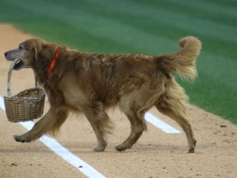 Perro reparte agua a jugadores de la MLB