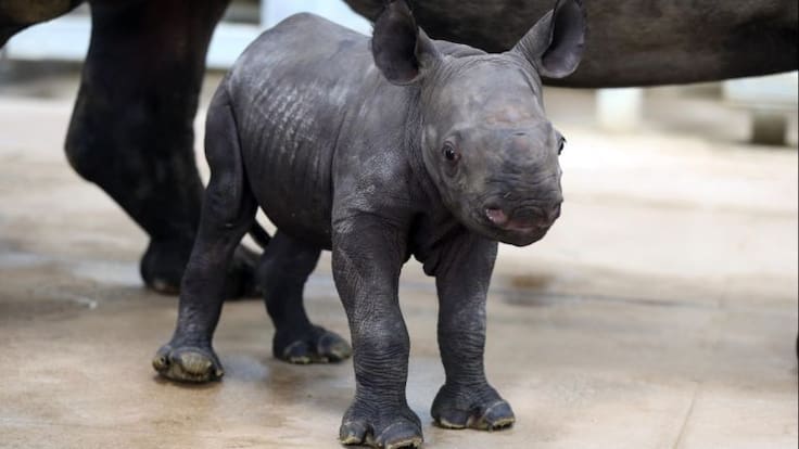 Muere el décimo Rinoceronte negro en peligro de extinción