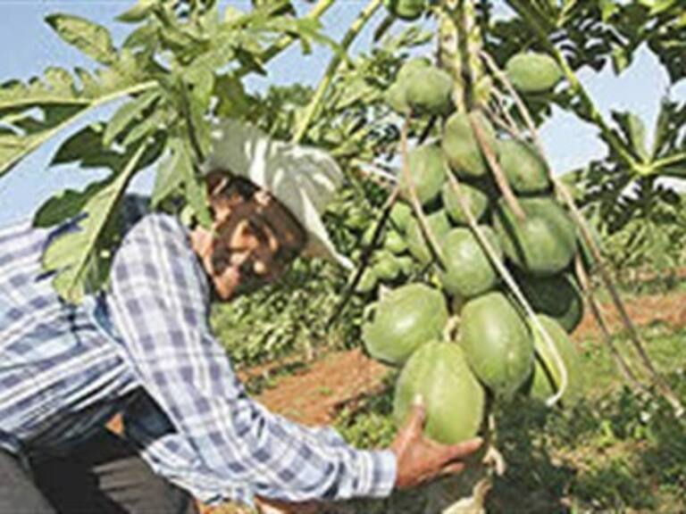 Beneficiará Procampo a productores de BCS hasta 2012