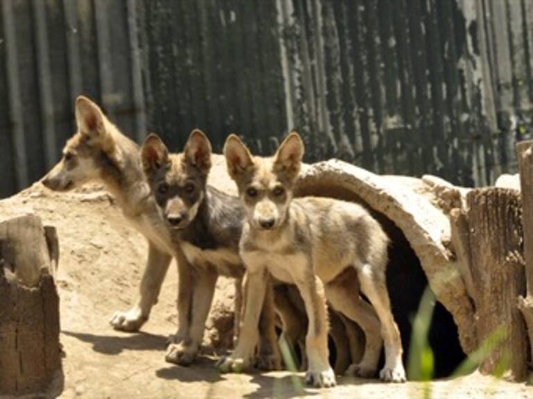 Nacen en cautiverio 4 cachorros de Lobo Mexicano