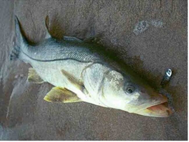 Cae pescado del cielo y daña parabrisas de auto