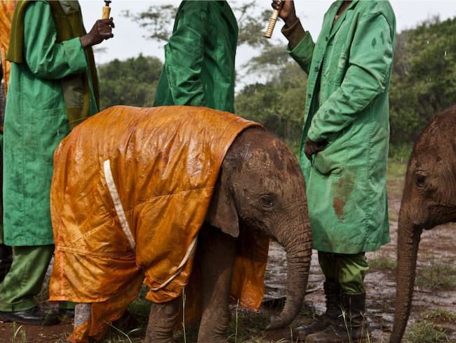 El origen del primer orfanato de elefantes en Nairobi