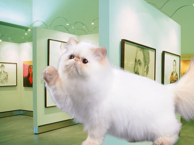 ¿Cuándo abre el Museo del Gato en CDMX? La nueva experiencia inmersiva para amantes de los michis ya tiene fecha