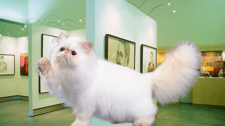 ¿Cuándo abre el Museo del Gato en CDMX? La nueva experiencia inmersiva para amantes de los michis ya tiene fecha