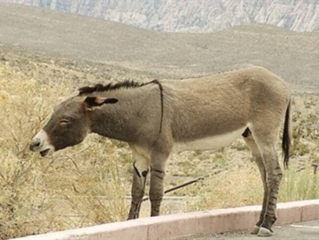 Presidente hondureño regalará burro a resentido cacique de tribu