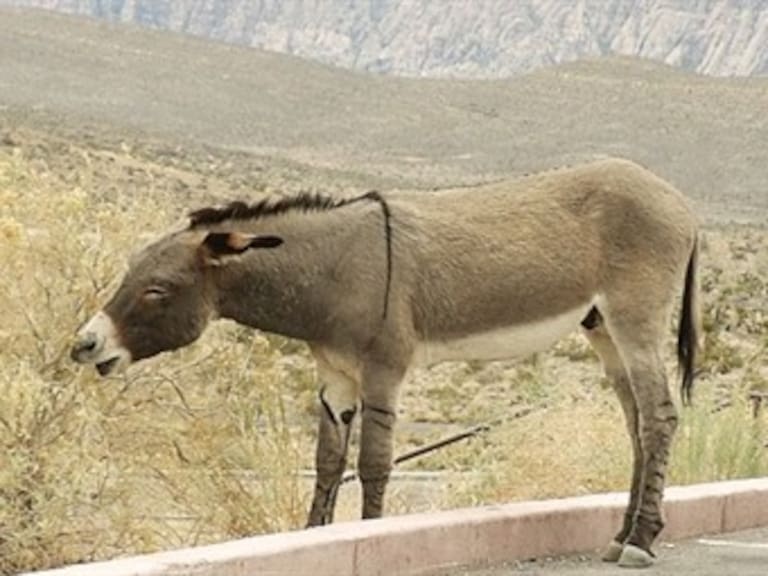 Presidente hondureño regalará burro a resentido cacique de tribu