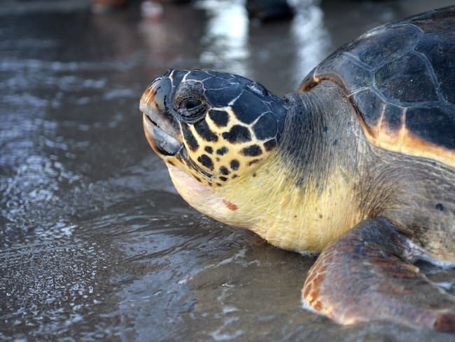 Tortugas marinas rompen récord y aumentan el 30 % su anidación en Cozumel