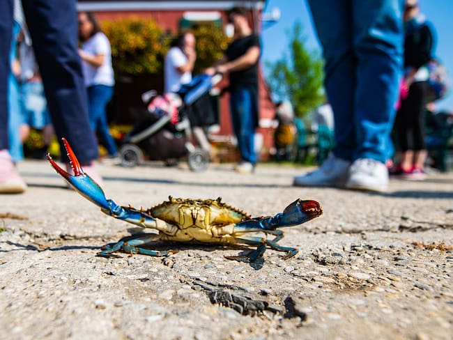 ¿El cangrejo azul está en riesgo de desaparecer en Veracruz? Esto alertan activistas sobre su posible extinción