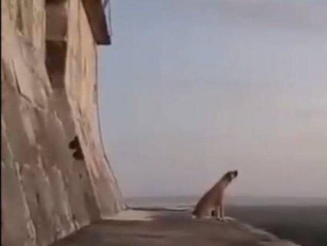 Perrito “guardián’ sube la pirámide de Kukulkán y aúlla hacia el cielo | VIDEO