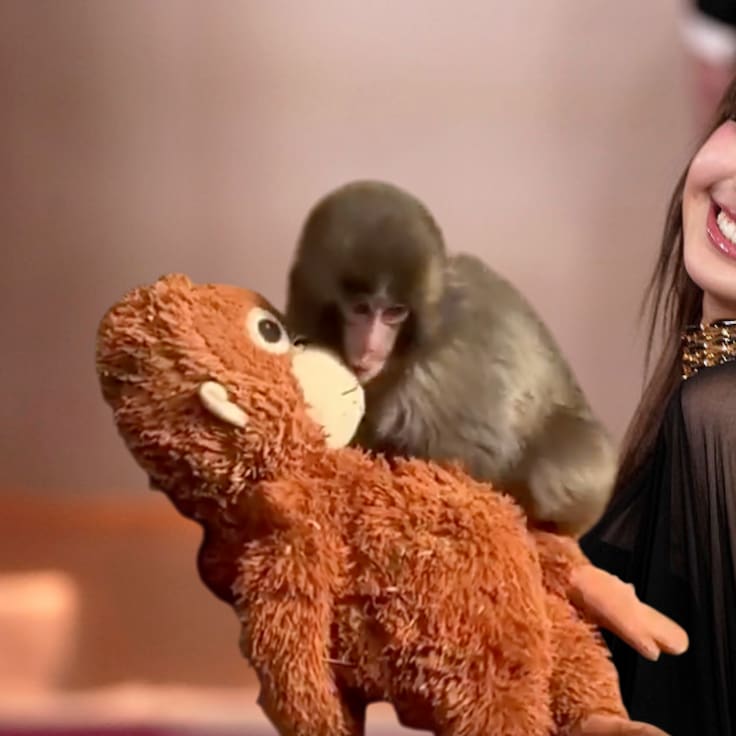 Lisa de BLACKPINK visita a Monkey Punch, el mono rechazado por su madre y conmueve las redes sociales | FOTOS