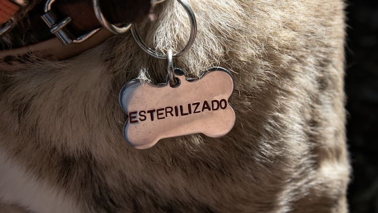 Esteriliza gratis a tu mascota en Tlalnepantla: Horarios y sedes disponibles para el lunes 27 de abril