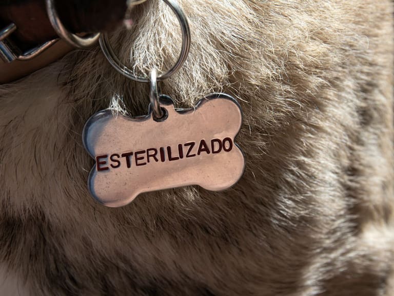 Consulta fechas, horarios y sedes disponibles para perros y gatos. Getty Images