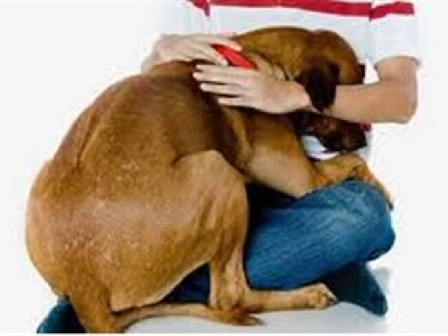 Prohibición de ley para el uso de animales.'El reino animal' con Marielena Hoyo