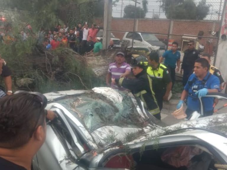 Automovilista muere tras caerle un árbol en Ecatepec